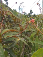 Rhytidophyllum bicolor