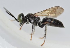 Tachysphex pechumani