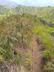 Rhytidophyllum bicolor