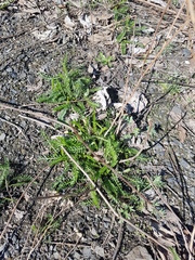 Achillea