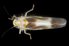 Empoasca murrayi