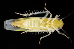 Empoasca murrayi