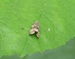 Syricoris