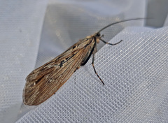 Phryganea bipunctata