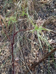 Delphinium cardinale
