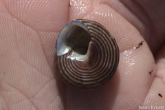 Calliostoma ligatum