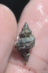 Urosalpinx subangulata