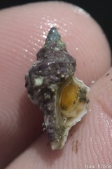 Urosalpinx subangulata