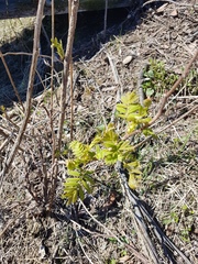 Sorbaria sorbifolia