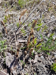 Equisetum arvense