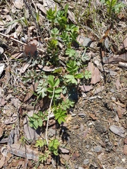 Potentilla