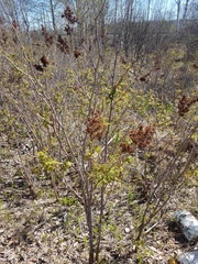 Sorbaria sorbifolia