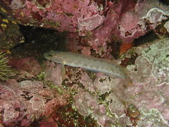 Northern Ronquil photo 2