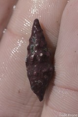 Pseudomelatoma torosa