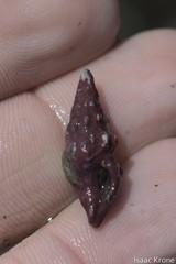 Pseudomelatoma torosa