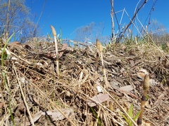 Equisetum arvense