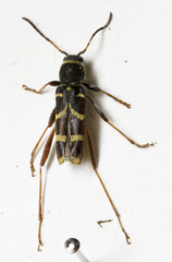 Clytus arietis