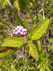 Lantana trifolia