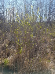 Salix