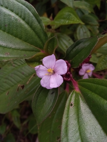 Tristemma mauritianum