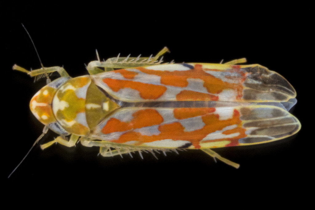 Erythroneura festiva
