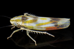 Erythridula praecisa