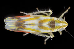 Erythridula praecisa