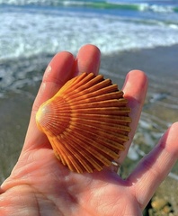 Leopecten diegensis