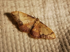 Idaea ostrinaria