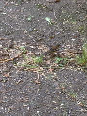 Fringilla coelebs