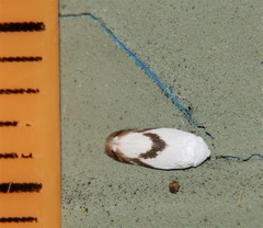 Opostegoides gephyraea