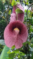 Aristolochia gigantea