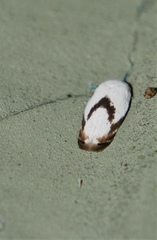 Opostegoides gephyraea