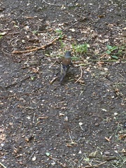 Fringilla coelebs