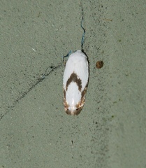 Opostegoides gephyraea