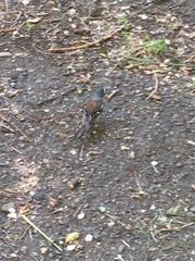 Fringilla coelebs