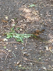 Fringilla coelebs