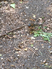 Fringilla coelebs