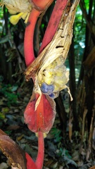 Image of Heliconia trichocarpa