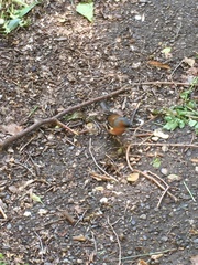 Fringilla coelebs
