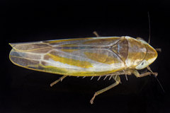 Erythridula lawsoniana