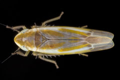 Erythridula lawsoniana