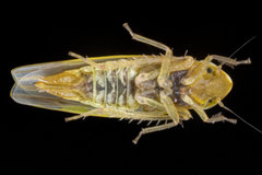 Erythridula lawsoniana