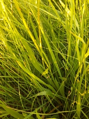 Scorzonera parviflora