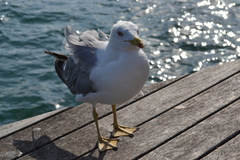 Larus michahellis