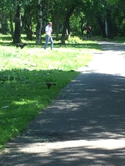 Turdus pilaris