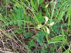 Astragalus schelichowii