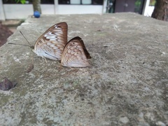 Tanaecia pelea