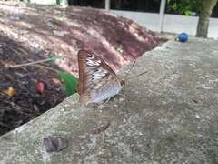 Tanaecia pelea