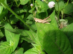Phlaeoba fumosa
